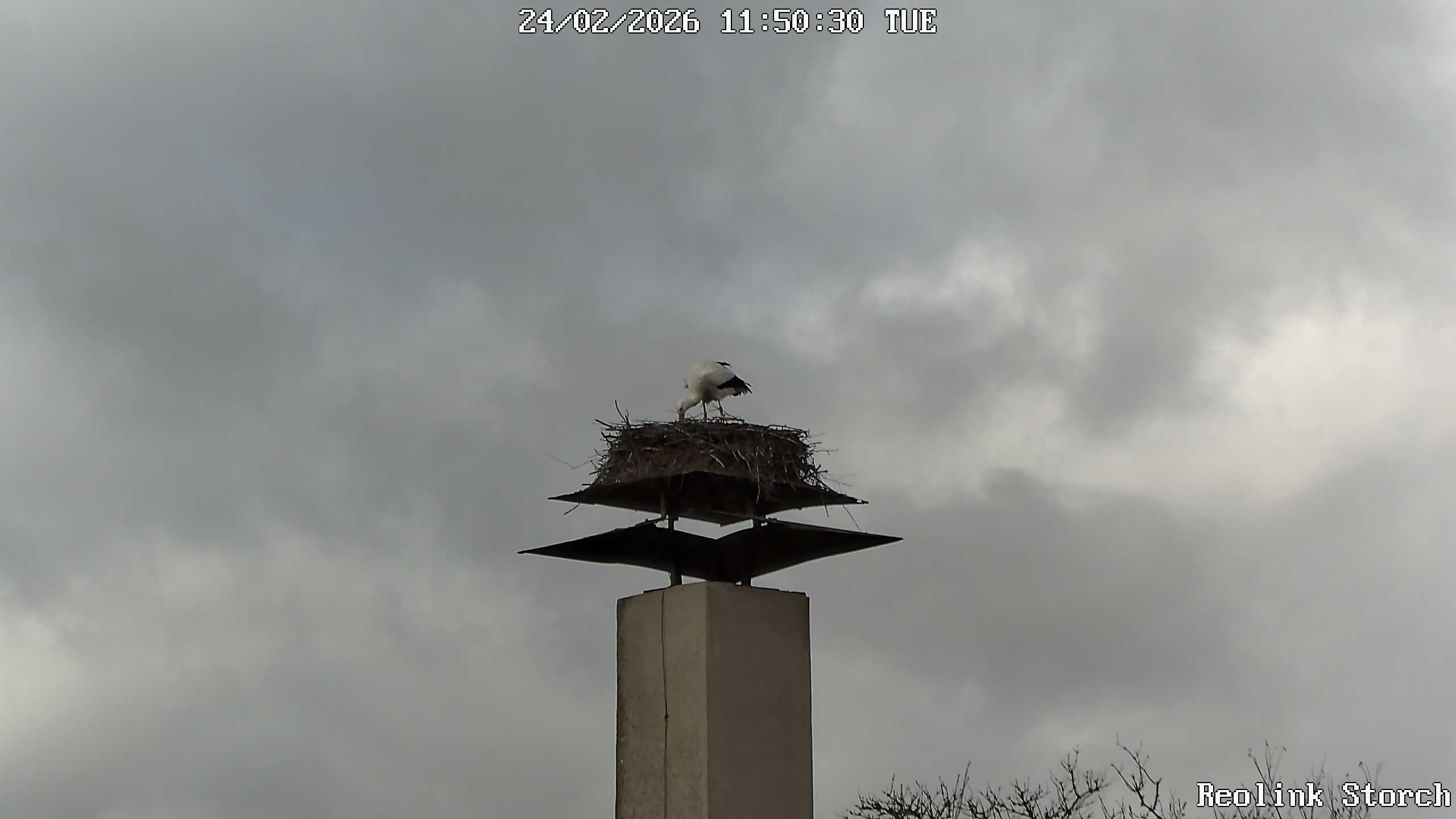 Storchencam Bild